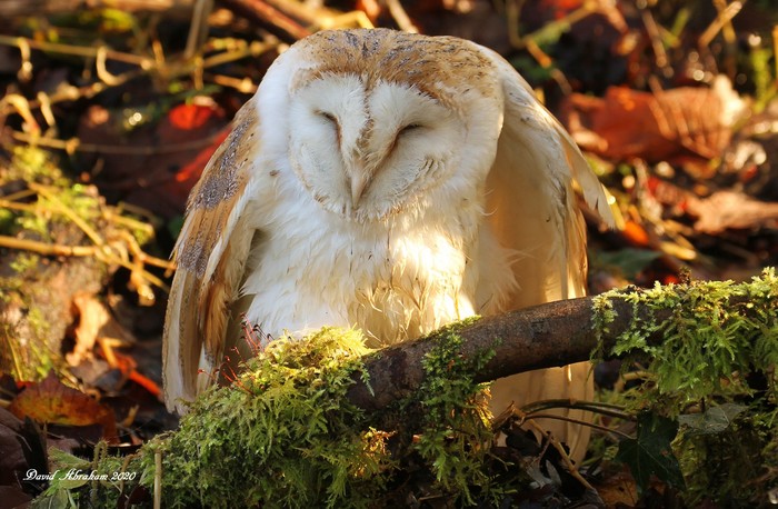 Barn Owl