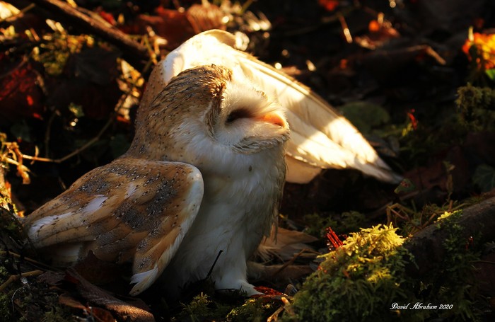 Barn Owl