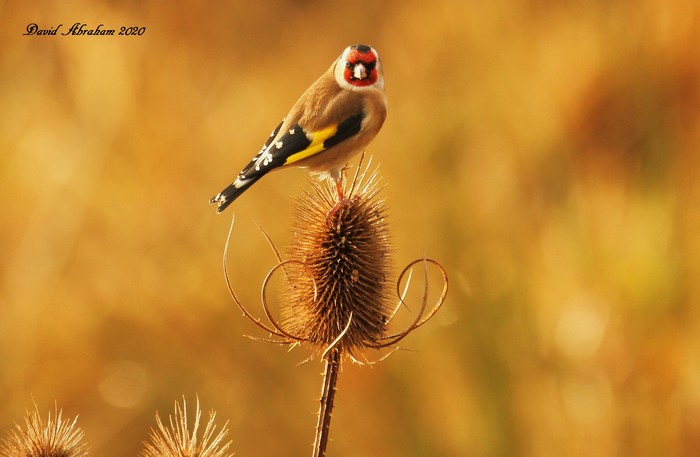 Goldfinch 