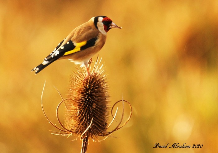 Goldfinch