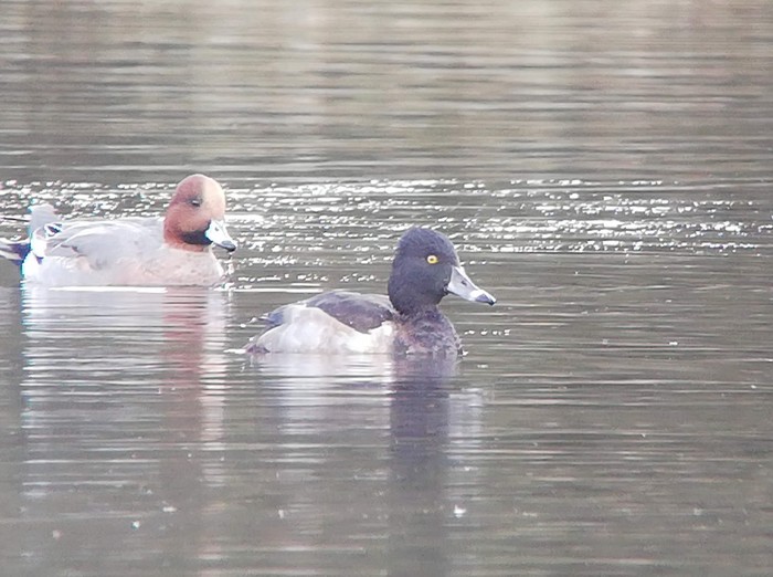 Ring-necked Duck
