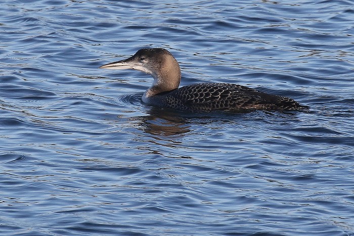 Great Northern Diver
