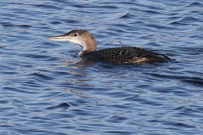 Great Northern Diver