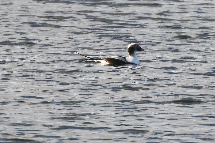 Long-tailed Duck