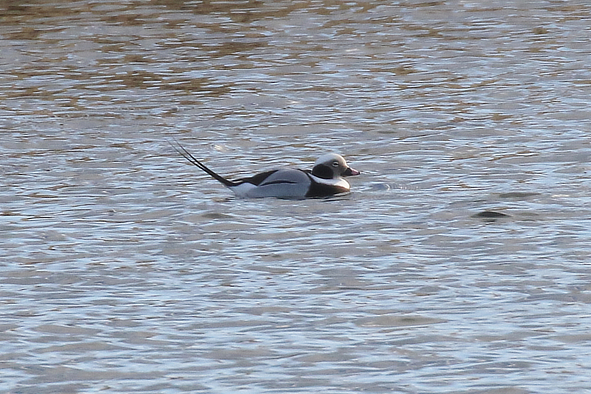 Long-tailed Duck