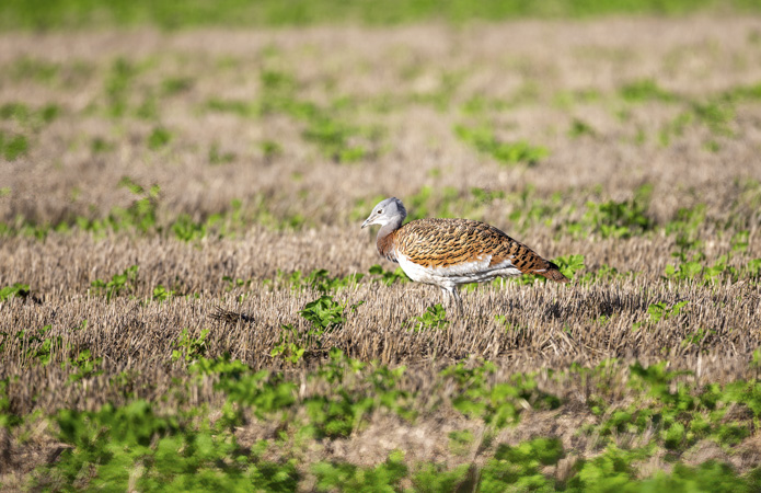 Great Bustard