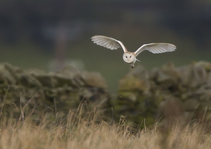 Barn Owl