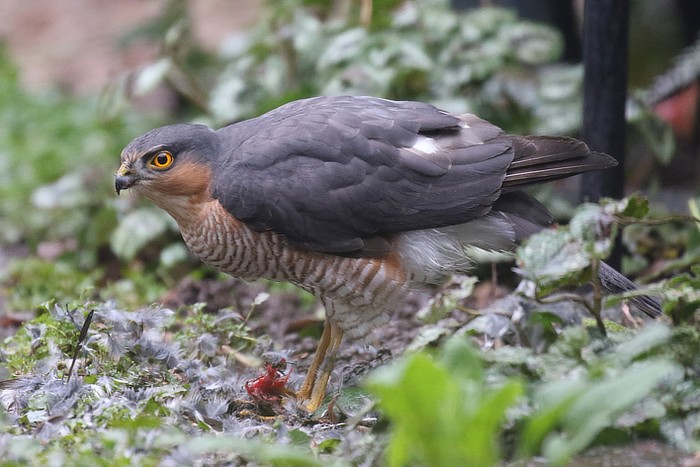 Sparrowhawk