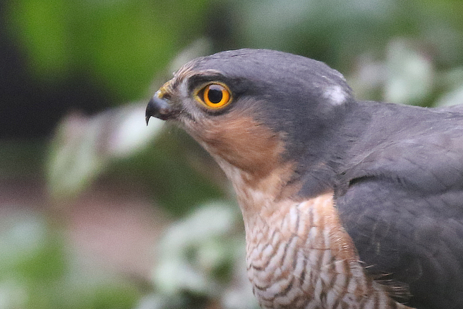 Sparrowhawk