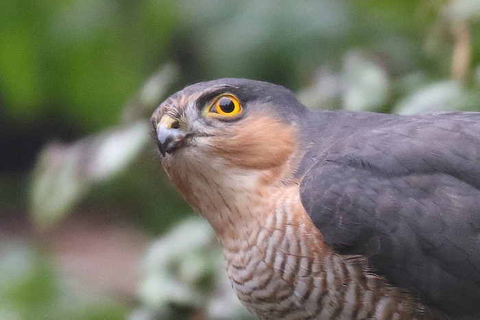 Sparrowhawk
