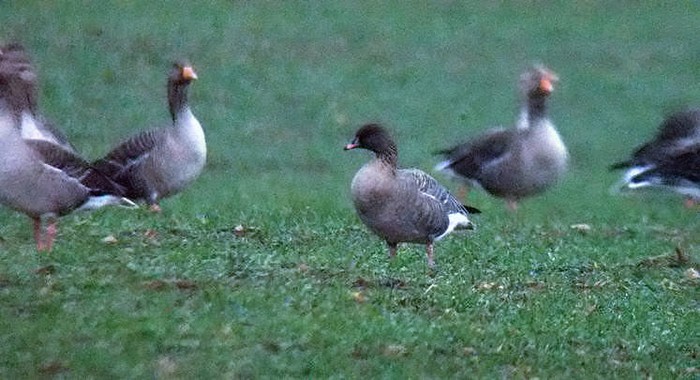 Pink-footed Goose