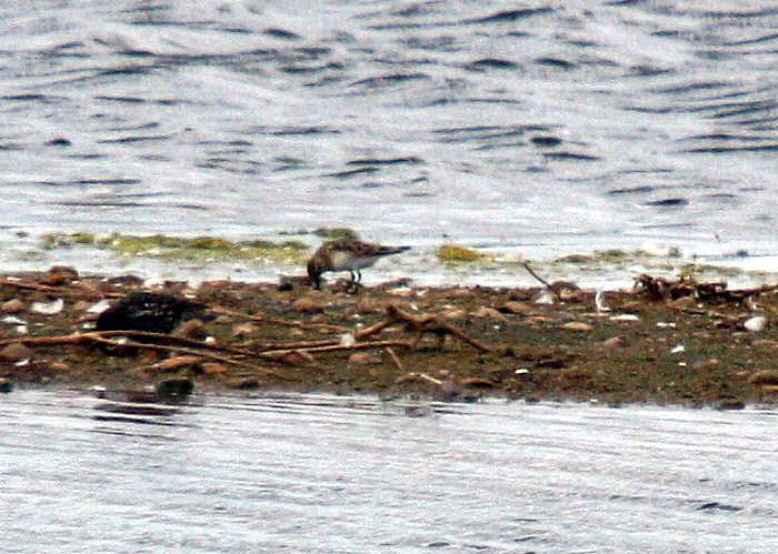 Baird's Sandpiper
