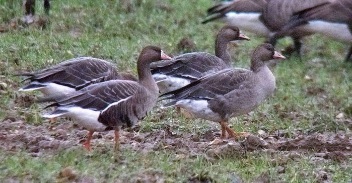 Russian White-fronted Goose