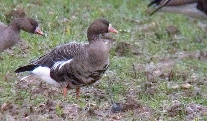 Russian White-fronted Goose
