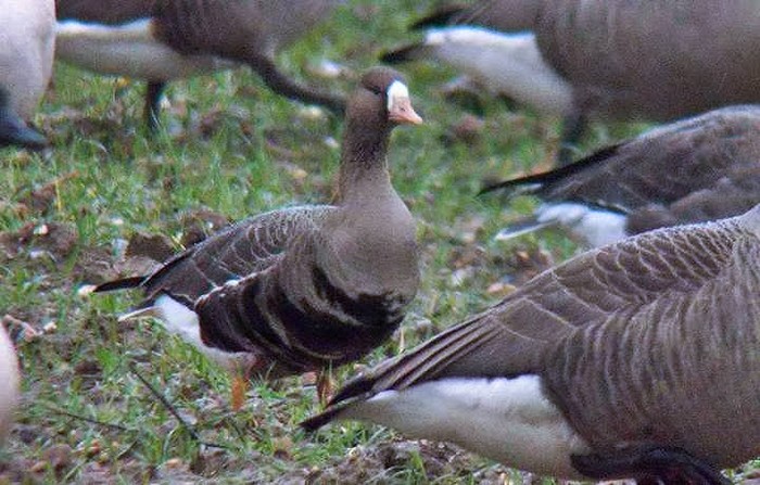 Russian White-fronted Goose