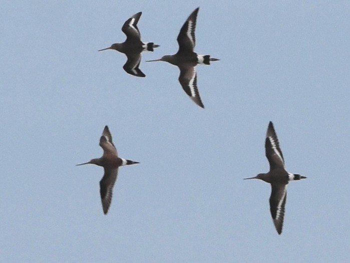 Hudsonian Godwit