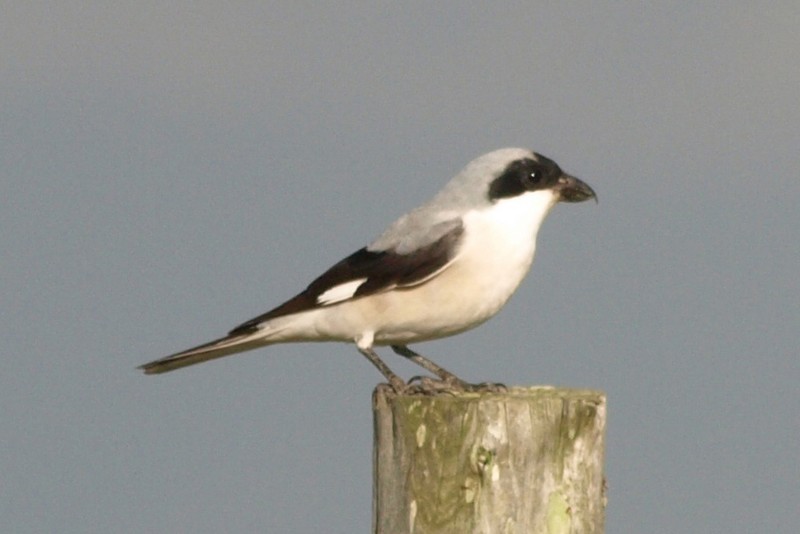 Lesser Grey Shrike