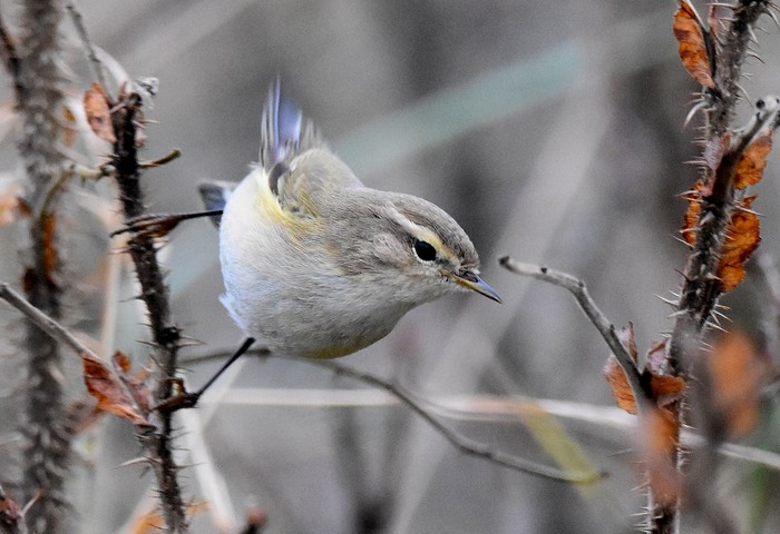 Siberian Chiffchaff