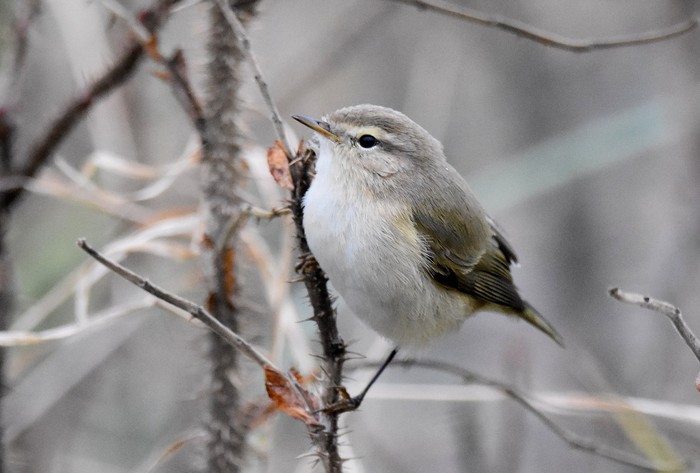 Siberian Chiffchaff