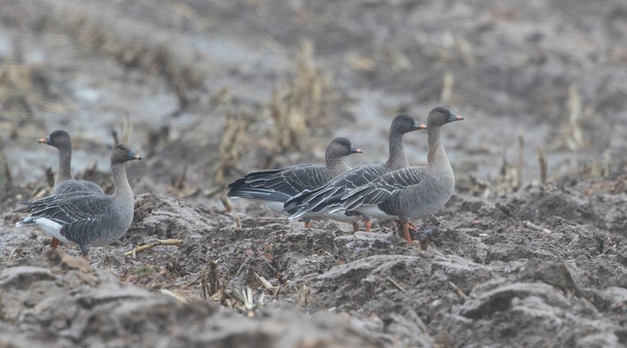 Tundra Bean Goose