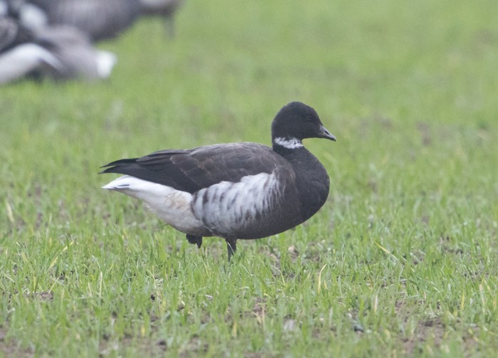 Black Brant