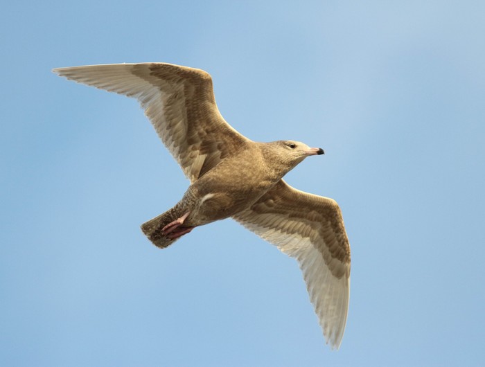 Glaucous Gull