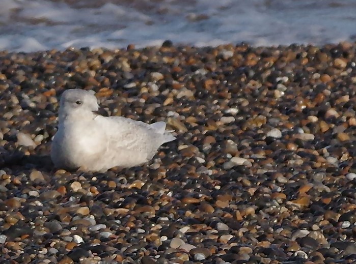 Iceland Gull