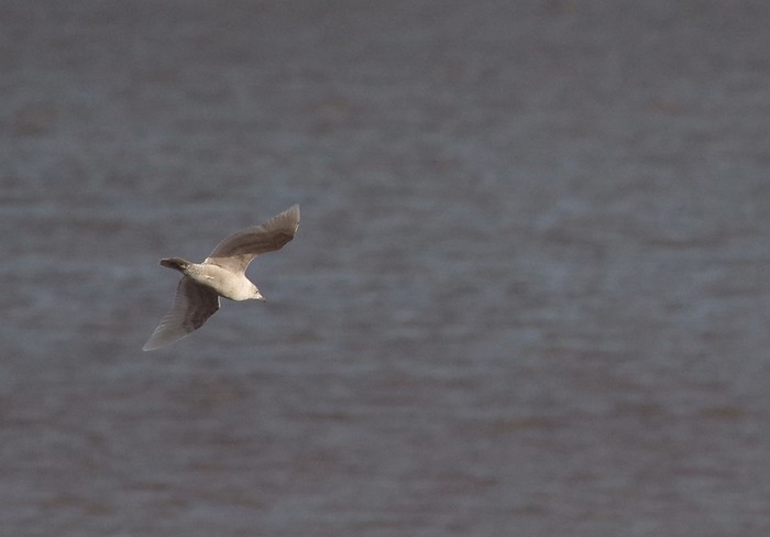 Iceland Gull