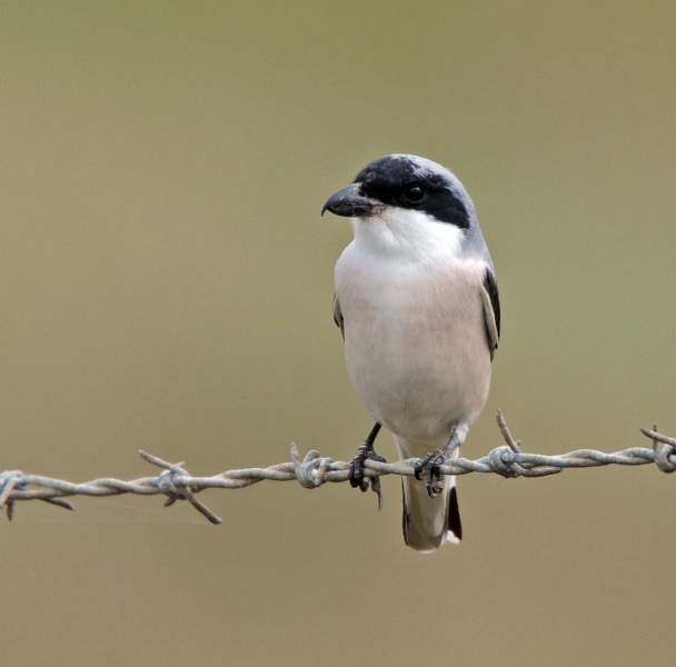 Lesser Grey Shrike