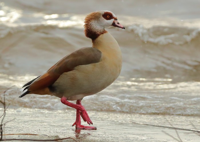 Egyptian Goose