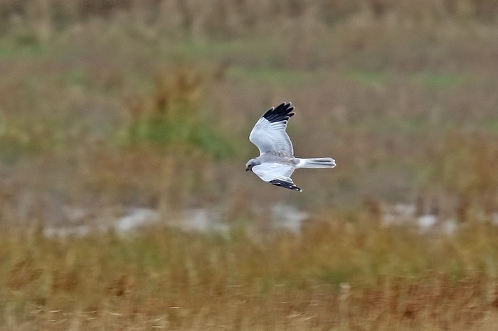 Hen Harrier