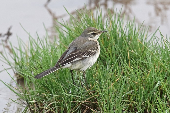 Eastern Yellow Wagtail