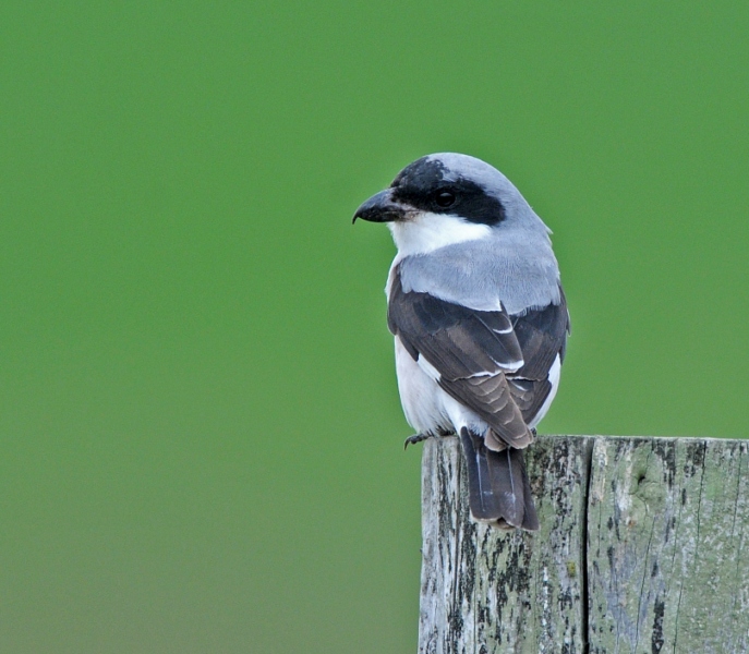 Lesser Grey Shrike