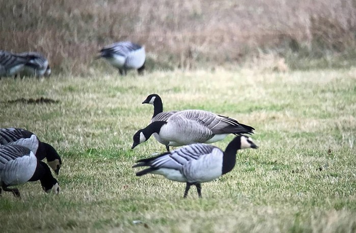 Richardson's Cackling Goose