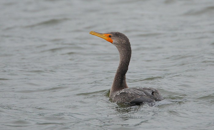 Double-crested Cormorant