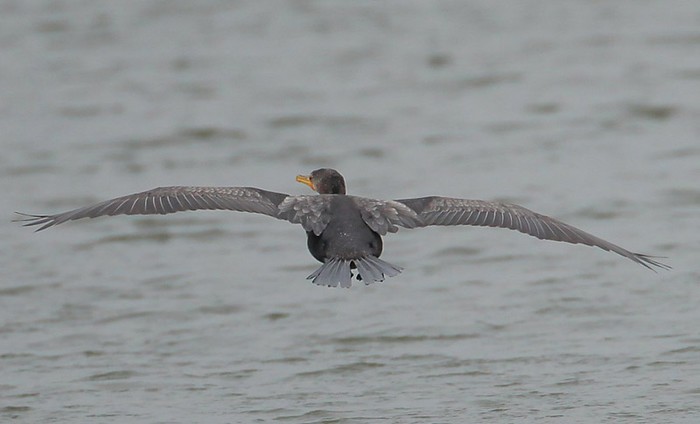 Double-crested Cormorant