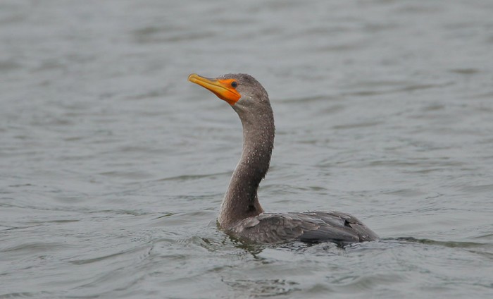 Double-crested Cormorant