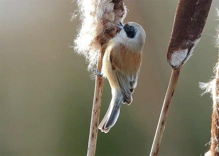 Penduline Tit