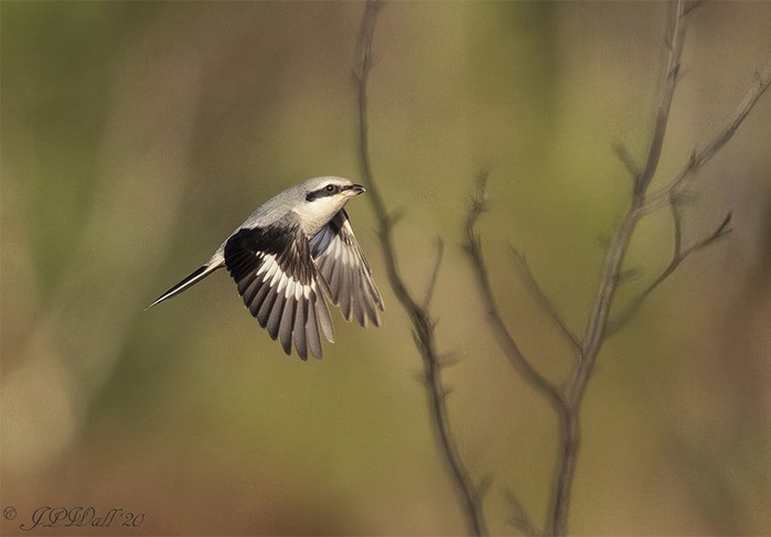 Great Grey Shrike