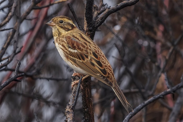 Rustic Bunting