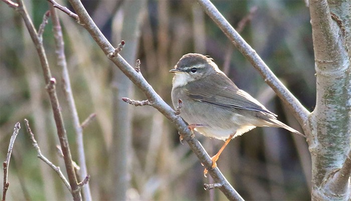 Dusky Warbler