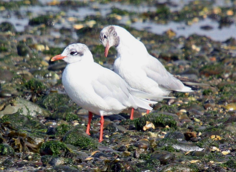 Mediterranean Gull
