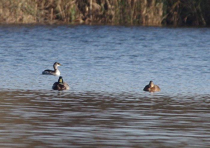 Red-necked Grebe