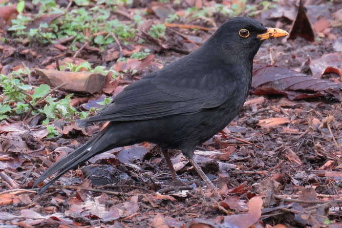 Blackbird