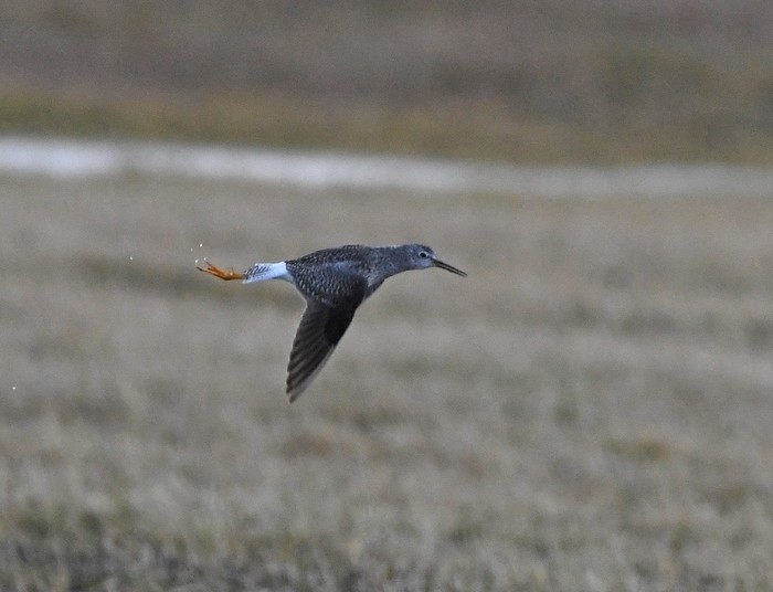 Lesser Yellowlegs