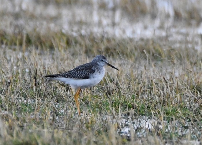 Lesser Yellowlegs