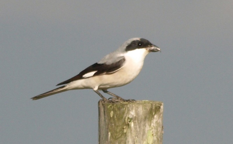 Lesser Grey Shrike