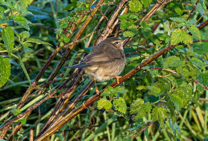 Dusky Warbler