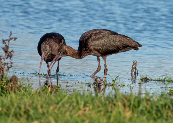 Glossy Ibis