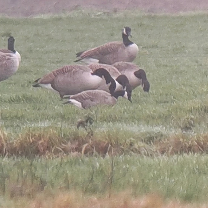 Cackling Goose